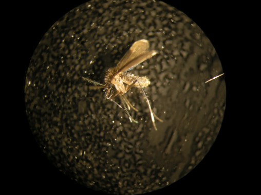 female sand fly asleep