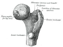Femur Head