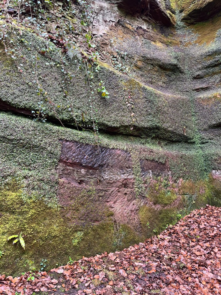 Sandstone bedrock; part of Our Lady Liverwort cut from the wall and dropped onto the leaf covered ground.