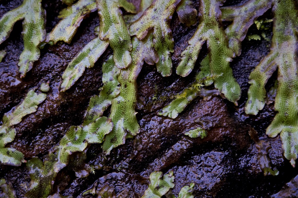 Close up Snakeskin liverwort snaking across the bedrock. gorwing tips slanting across wet surface. Green and brown flecking.