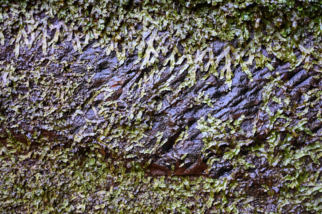 sandstone quarry face with liverwort growing across.
