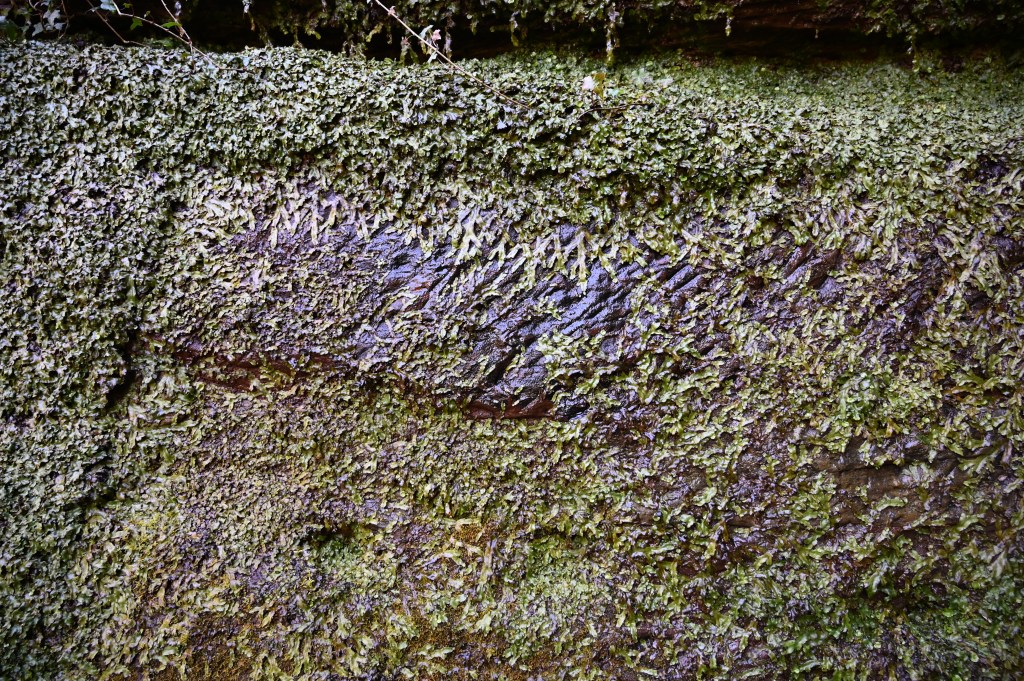 sandstone quarry face with liverwort growing across.