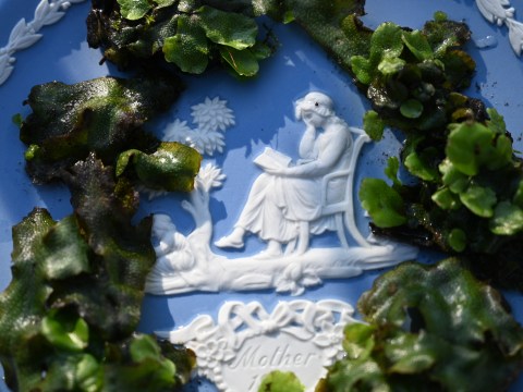 Blue and white plate covered in green liverwort plant